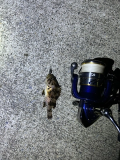 クロソイの釣果