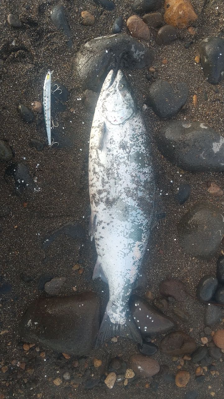 AbuGarcia トラウティンマーキス ノーザンカスタムの最安値・インプレ