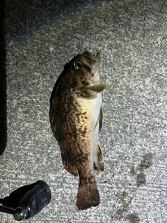 クロソイの釣果