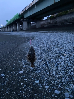 ソゲの釣果