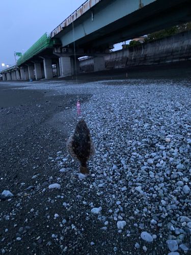 ソゲの釣果