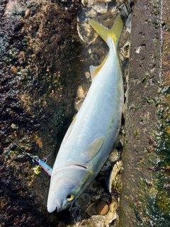 ワカシの釣果