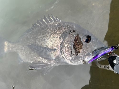 チヌの釣果