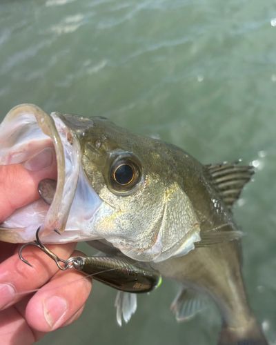 トラウトの釣果