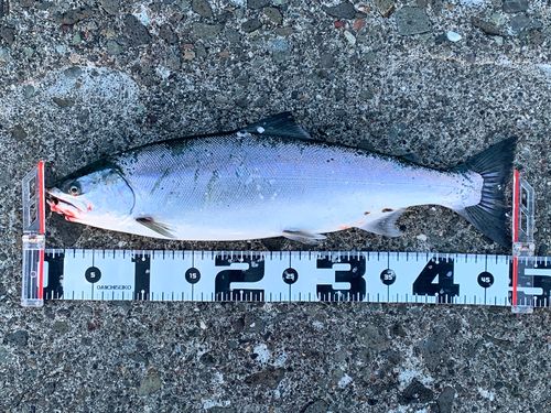サクラマスの釣果