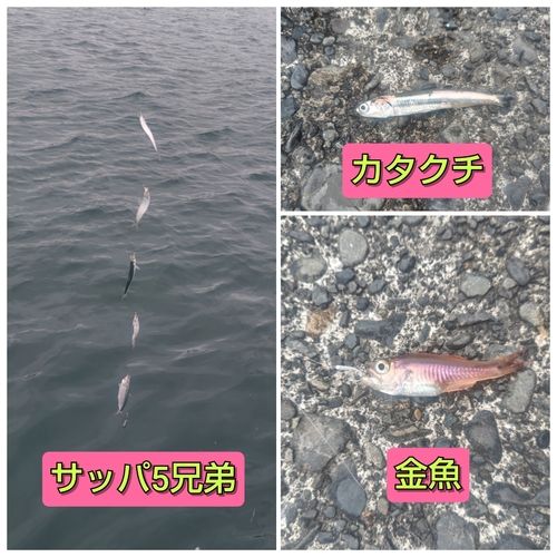 カタクチイワシの釣果