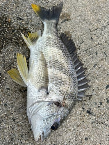 キビレの釣果