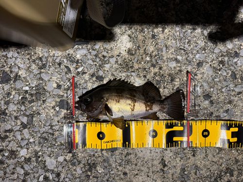 メバルの釣果