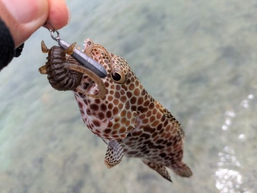 イシミーバイの釣果