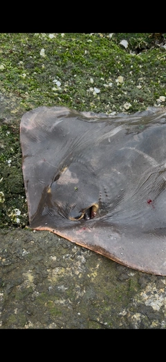 アカエイの釣果