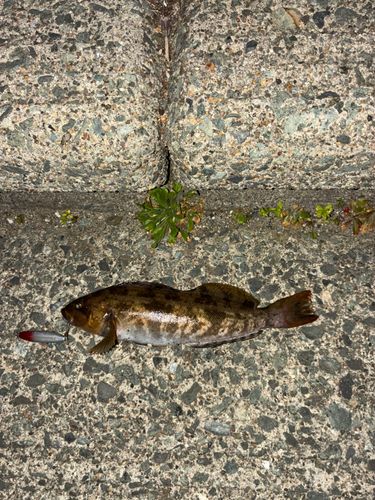 アイナメの釣果