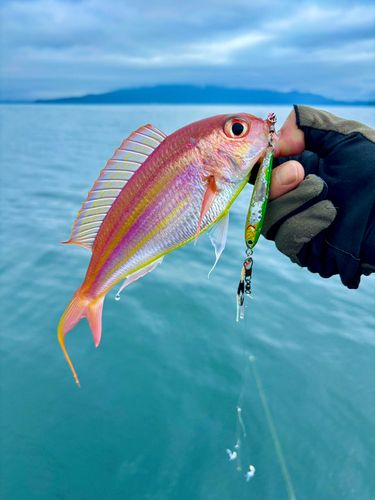 イトヨリダイの釣果