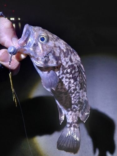 クロソイの釣果