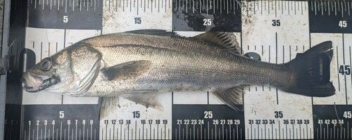 ハネ（マルスズキ）の釣果