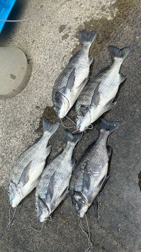 チヌの釣果