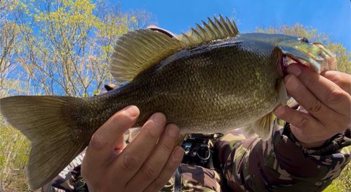 スモールマウスバスの釣果
