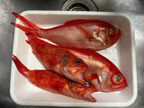 キンメダイの釣果