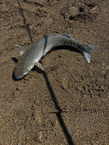 ボラの釣果