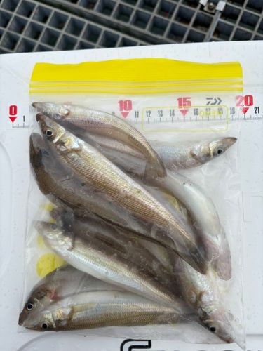 キスの釣果
