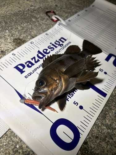 メバルの釣果