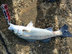 スズキの釣果