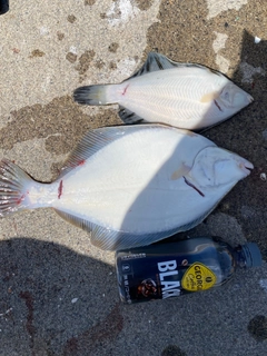 イシガレイの釣果