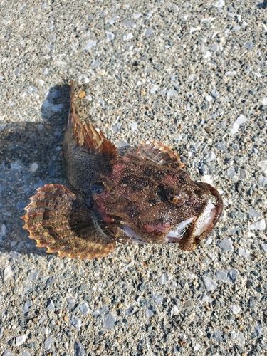 トゲカジカの釣果