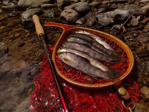 ヤマメの釣果