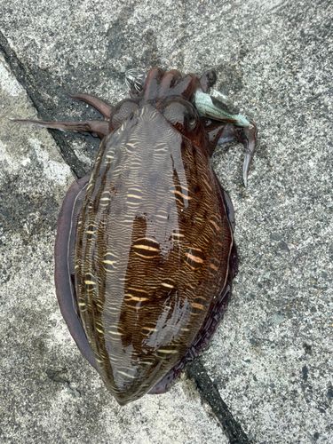 コウイカの釣果