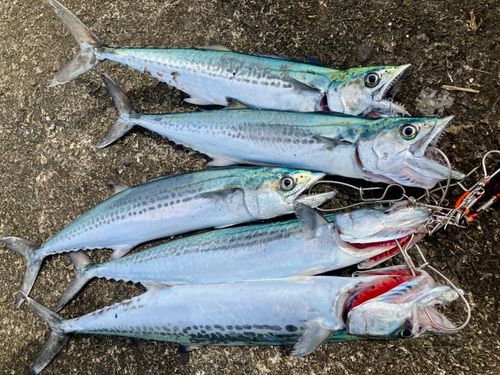 サゴシの釣果