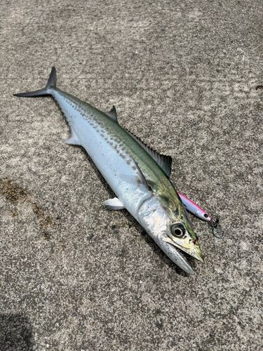 サゴシの釣果