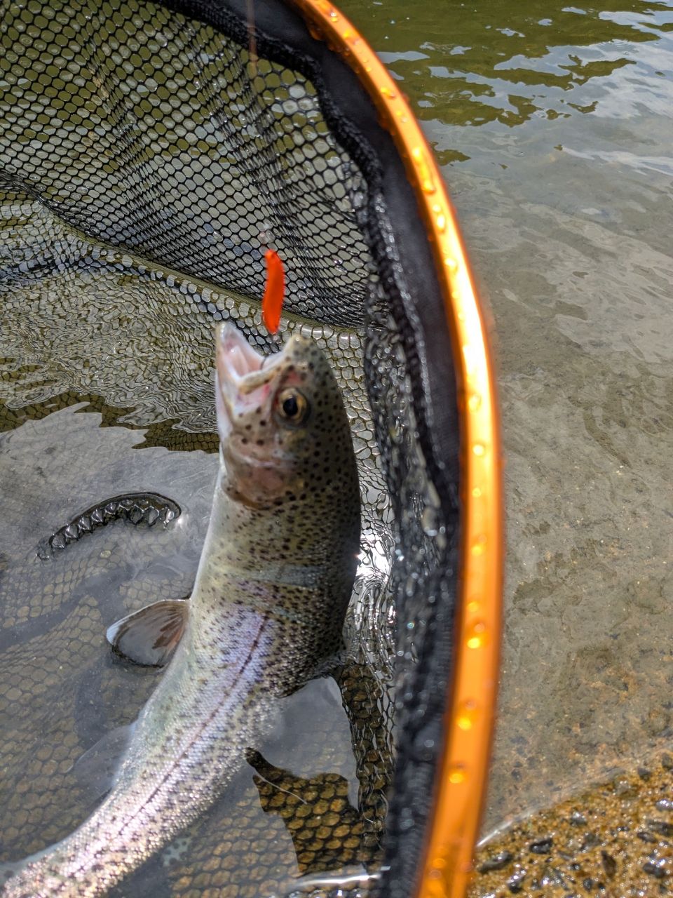 ニジマスの釣果写真