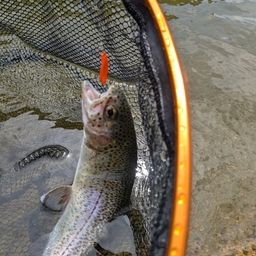 ニジマスの釣果写真