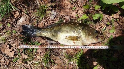 ブラックバスの釣果