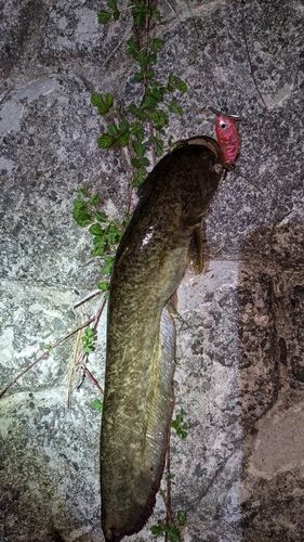 ナマズの釣果
