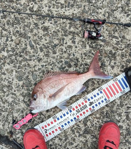 タイの釣果