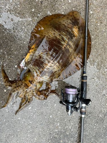 アオリイカの釣果