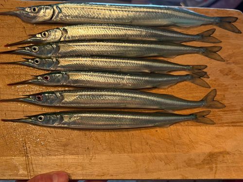 サヨリの釣果