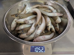 キスの釣果