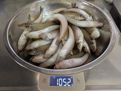 キスの釣果