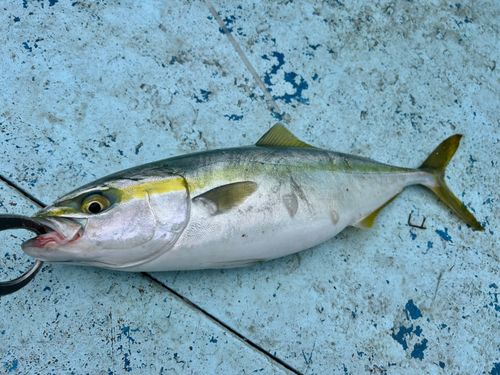 フクラギの釣果