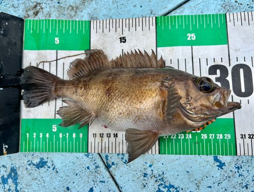 メバルの釣果