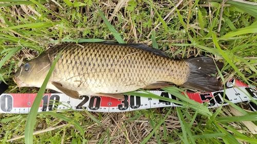 コイの釣果