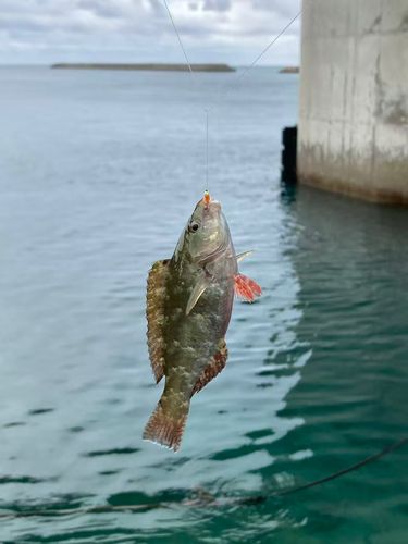 ブダイの釣果