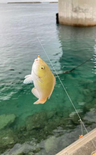 キビレブダイの釣果
