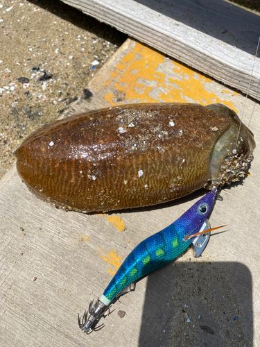 コウイカの釣果