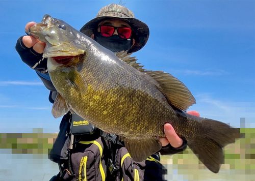 スモールマウスバスの釣果