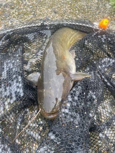 ナマズの釣果
