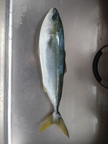 イナダの釣果