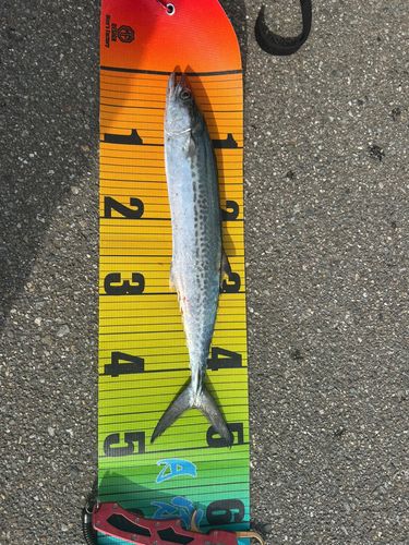 サゴシの釣果